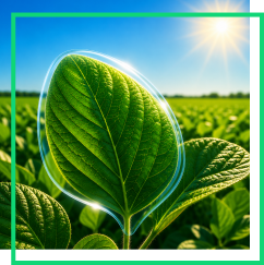 Solar Protection Systems